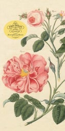 John Derian Paper Goods: Everything Roses Notepad (Paperback)